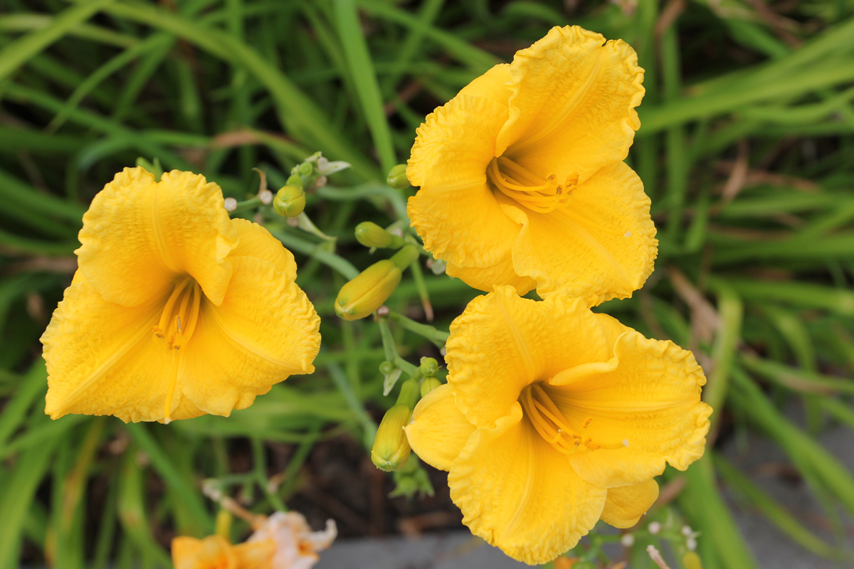 Hemerocallis Squeaky (1).jpg